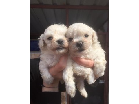 Maltese bebekler