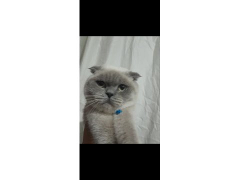 British shorthair tatlı kedimiz