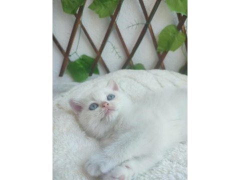Pamuk british shorthair prenses yeni yuvasını arıyor