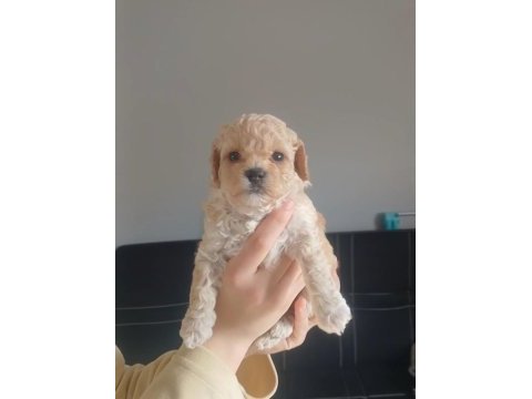 Maltipoo bebeklerimiz