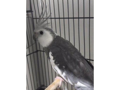 Whiteface erkek sultan