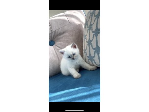 Blue point yavru british shorthair