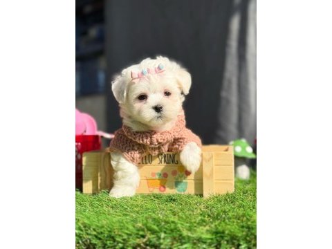 Teddy face maltipoo bebeklerimiz