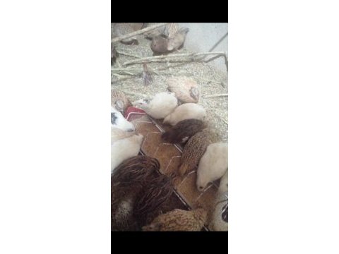 Çeşitli bıldırcınlar
