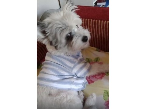2.5 yaşında terrier