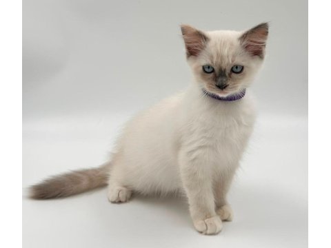 Ragdoll bebekler rezerve açık