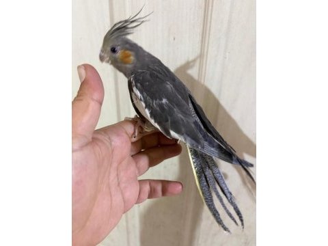 45 günlük konuşturmalık grey bebek sultan papağanı
