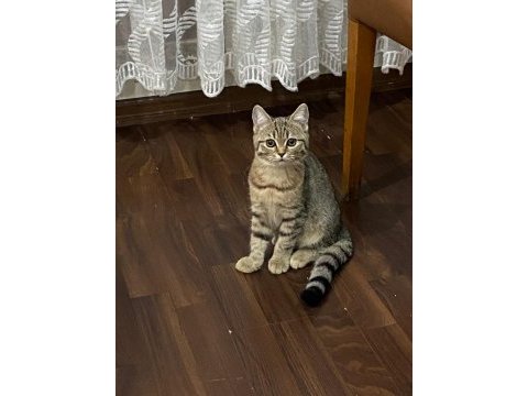 Yavru kedilerimiz yeni sahiplerini arıyor