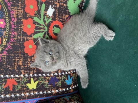 Ayı kafa gri yavru british shorthair