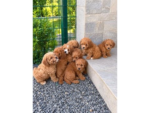 Kore kan toypoodle 