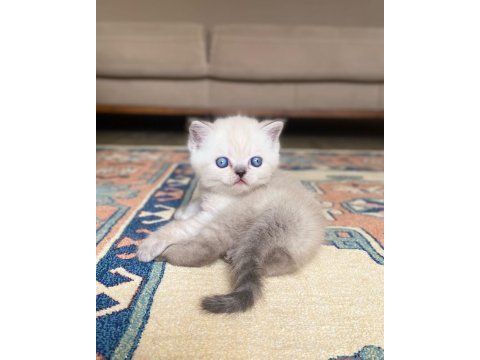 A kalite british shorthair lynx point