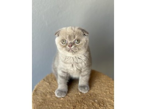 Scottish fold kedisi
