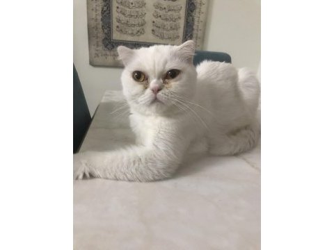 Kızımız sütlaç yeni yuvasını arıyor