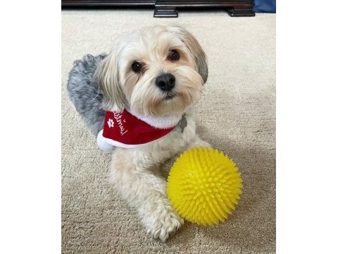 Morkie eğitimi havlama huyu yok