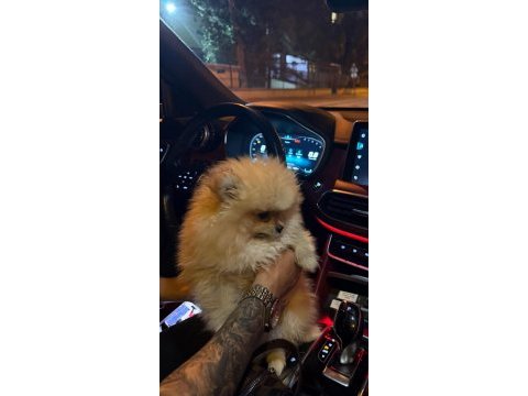 Pomeranian boo 4 aylık
