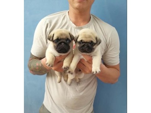 Dünya tatlısı pug yavruları