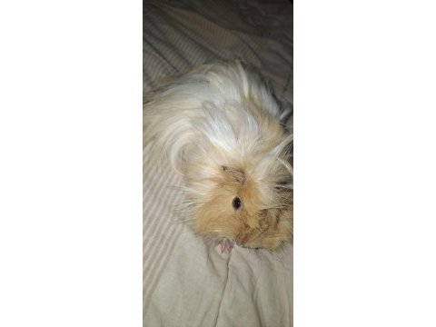 Ginepig sahiplendirme