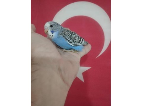 Yavru muhabbet kuşları