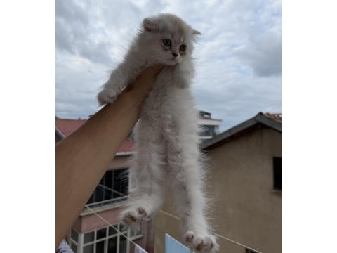 Üst sınıf scottish fold longhair erkek yavru