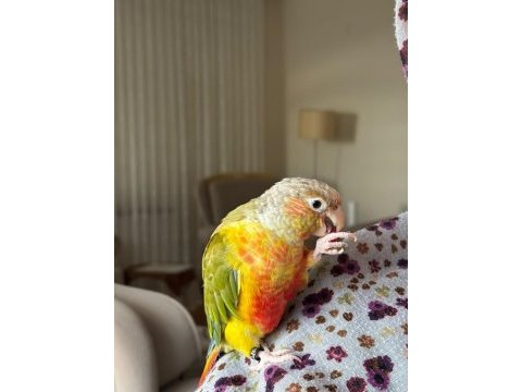 Full evcil konur papağanı