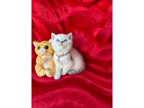 55 günlük erkek british shorthair yavrular