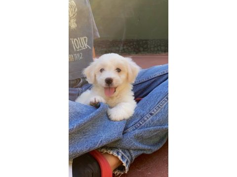 Yavru malta terrier