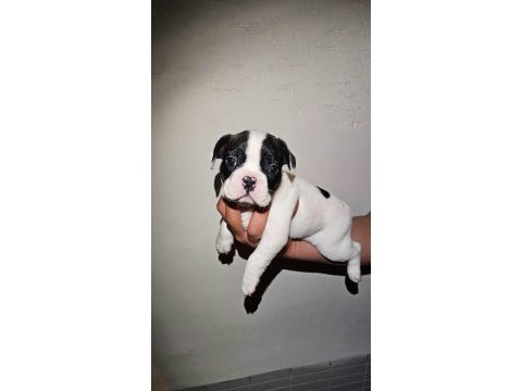 50 günlük maskeli french bulldog oğlumuz