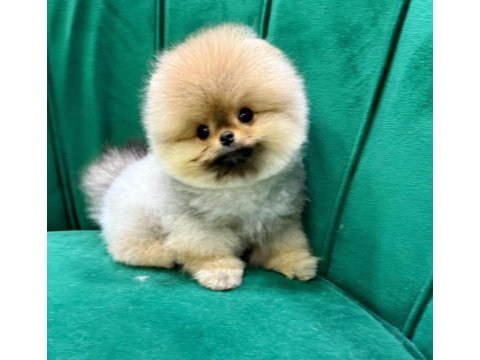 Muhteşem pomeranian boo yavrularımız