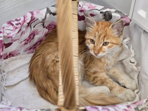 Minik sarman yeni ev arıyor