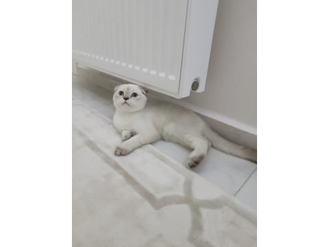 Scottish fold blue point