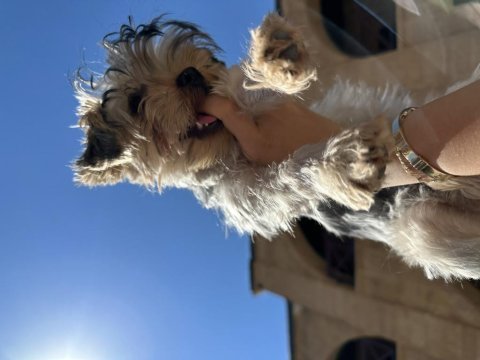 Irk garantili 3.5 aylık yorkshire terrier yavrumuz