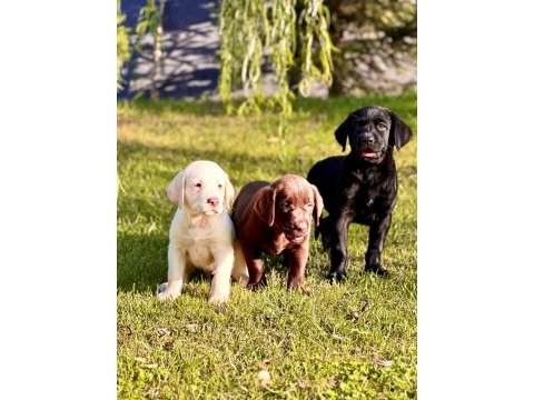 Labrador retriever yavruları sağlık ve ırk garantili