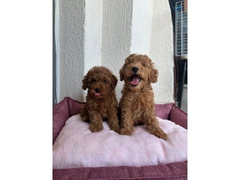En iyisinden poodle bebekler