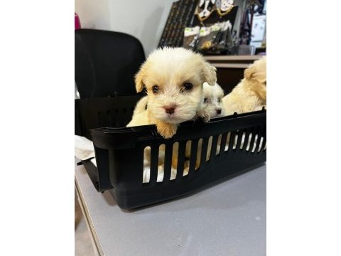 Sıfır numara terrier köpeği yavrularımız