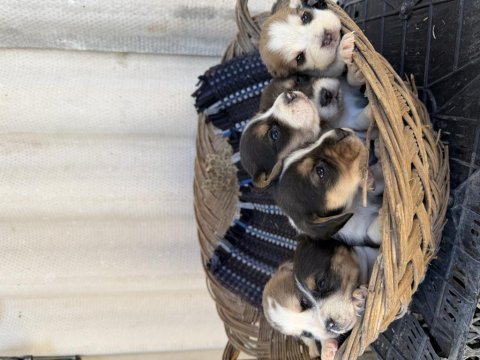 Irk ve sağlık garantili beagle yavrular