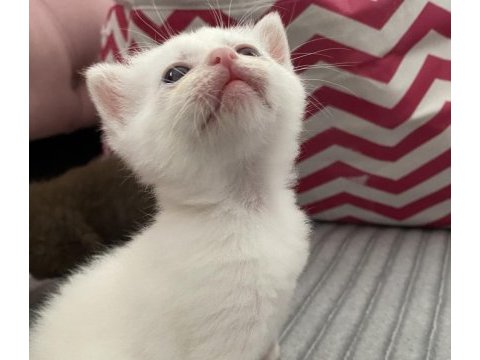 Safkan british shorthair dişi yavru yeni yuvasını arıyor