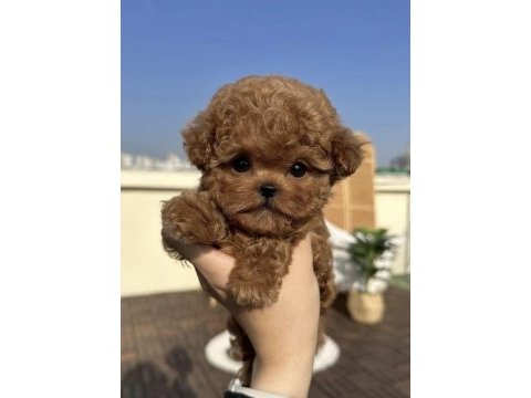 Evinizin yeni neşesi poodle köpeği