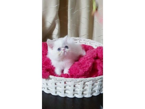 Exotic shorthair bebişler
