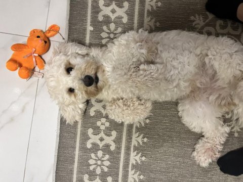 Maltipoo 1.5 yaşında erkek