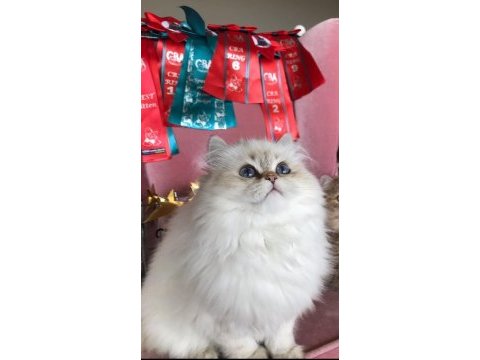 Show kalite prenses british longhair