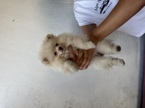 Pomeranian boo 2 aylık dişi