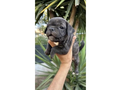 2 dişi 1 erkek pug