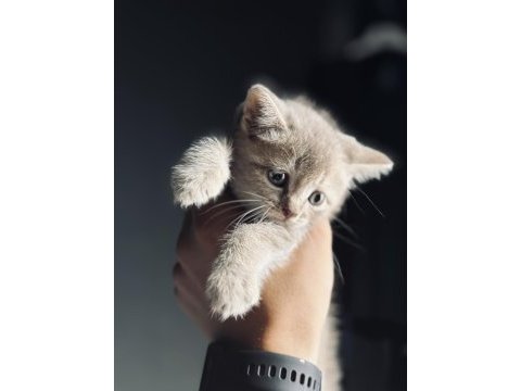 Oyuncak gibi yavru scottish fold kedimiz