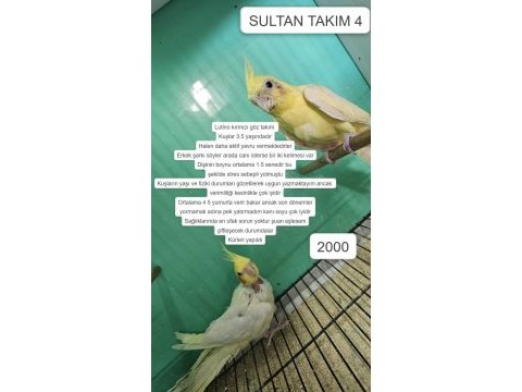 Üretime uygun takım sultan papağanları
