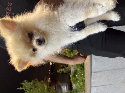 Pomeranian boo safkan