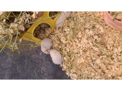 Yavru hamster