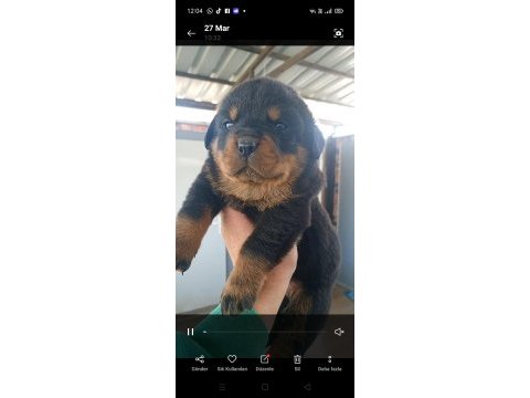Rottweiler bebeleri