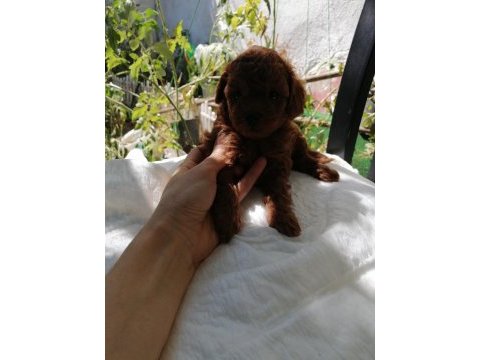 Kore poodle