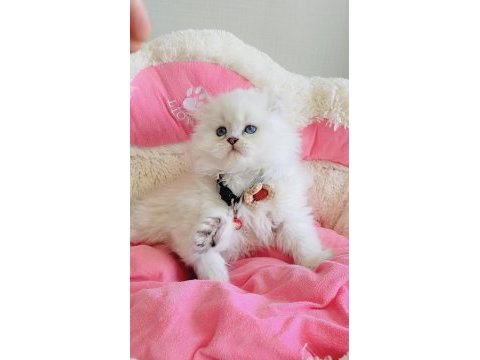 Maviş point british longhair bebeklerım 
