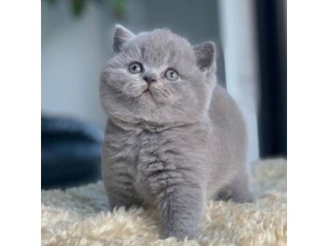 British shorthair kedilerimiz sahiplenecek yuva arıyorlar